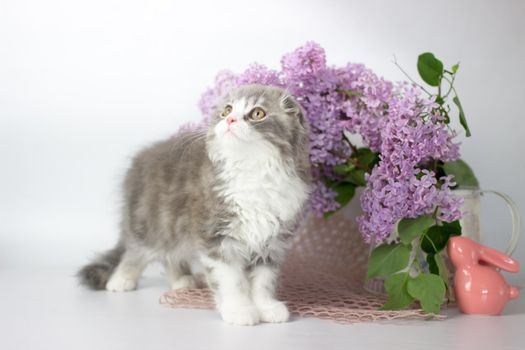 Young scottish highland fold kitten on white and lilac background.