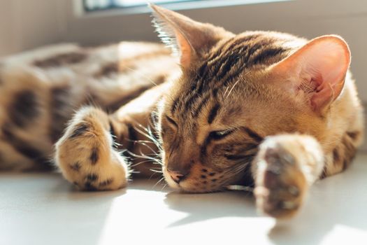 Cute golden pregnant bengal kitty cat laying on the windowsill and relaxing.