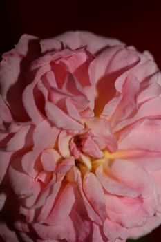 Pink rose flower blossom close up family rosaceae botanical background modern high quality big size print home decoration