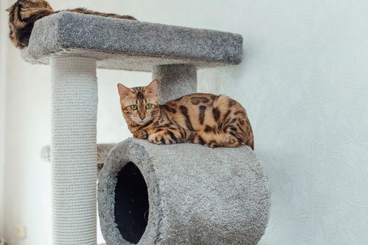 Young cute bengal cat laying on a soft cat's shelf of a cat's house indoors.