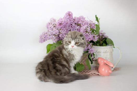 Young scottish highland fold kitten on white and lilac background.