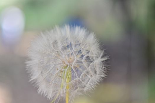 A large white ball of dandelion in hand against the sky. High quality photo