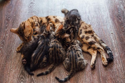 Adorable golden bengal mother-cat feeds her little kittens with breast