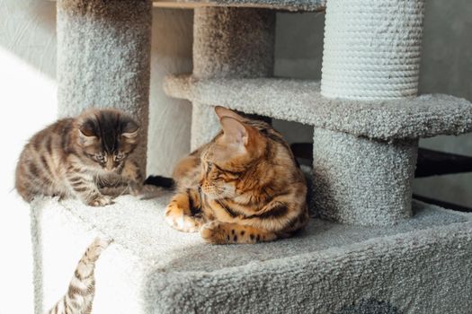 Young cute bengal cat laying on a soft cat's shelf of a cat's house indoors.