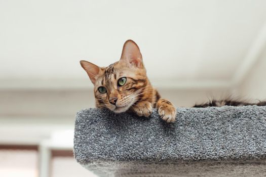 Young cute bengal cat laying on a soft cat's shelf of a cat's house indoors.