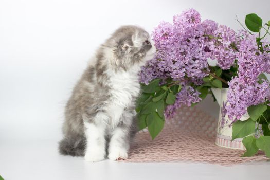 Young scottish highland fold kitten on white and lilac background.