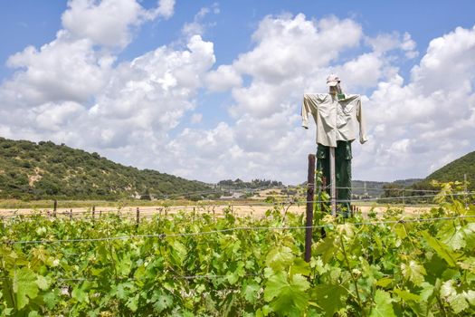 A Scarecrow in the middle of a vineyard. A grape orchard in Zichron Yaacov, Israel. High quality illustration