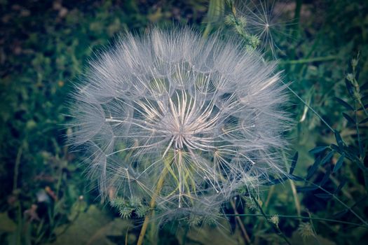 A large white ball of dandelion in hand against the sky. High quality photo