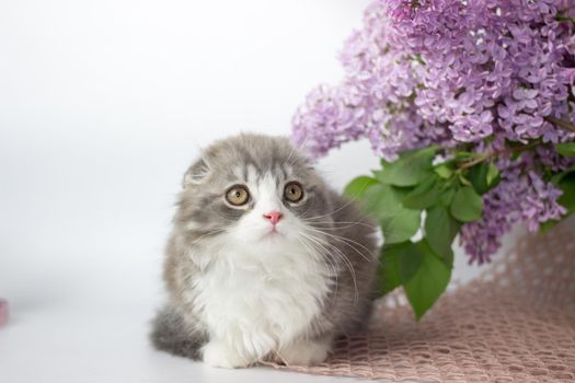 Young scottish highland fold kitten on white and lilac background.