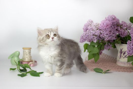 Cute pets. Little kitten breed of scottish highland stright cat on a white background with lilac elements.