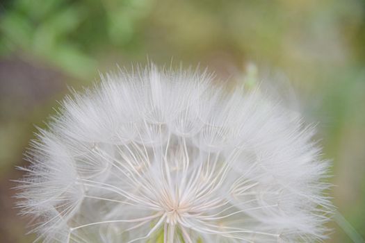 A large white ball of dandelion in hand against the sky. High quality photo