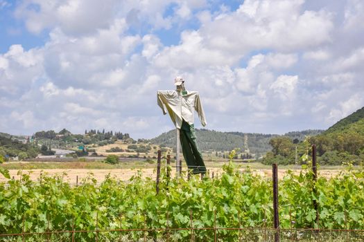 A Scarecrow in the middle of a vineyard. A grape orchard in Zichron Yaacov, Israel. High quality illustration