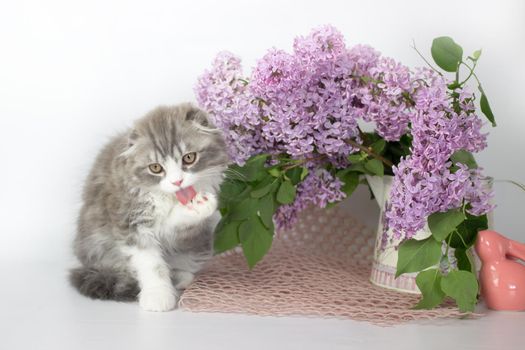 Young scottish highland fold kitten on white and lilac background.