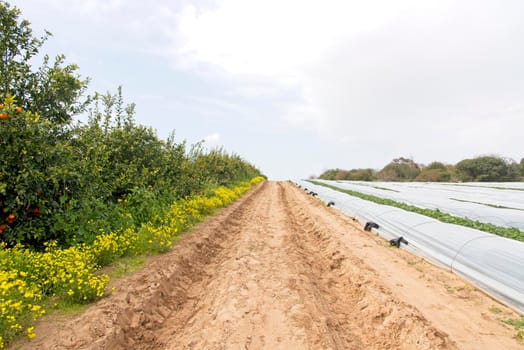 Strawberries grow on the field in rows. Strawberry field on a sunny day. Growing strawberries. High quality photo