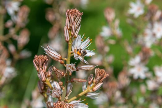 Asphodelus Albus, commonly known as white-flowered asphodel, is an herbaceous perennial. A bee has nectar from a flower. High quality photo