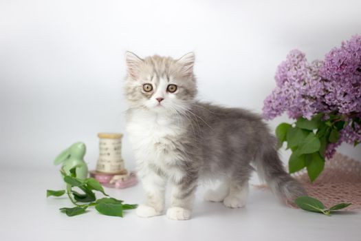 Cute pets. Little kitten breed of scottish highland stright cat on a white background with lilac elements.