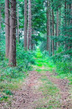 Natural beautiful panorama view with pathway and green plants trees in the forest of Hemmoor Hechthausen in Cuxhaven Lower Saxony Germany.