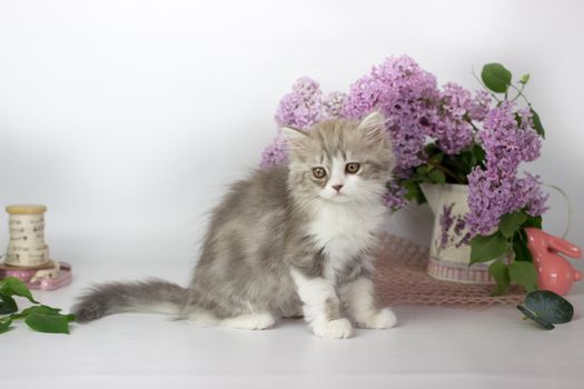 Cute pets. Little kitten breed of scottish highland stright cat on a white background with lilac elements.