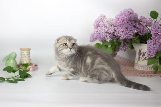 Scottish Fold kitten on the white background wiht lilac flowers.