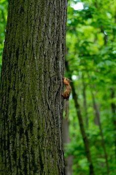 Squirrel bushy nature red cute animal tail wildlife mammal curious, for forest pet from wild from wilderness background, shot away. Out pretty baby, portrait