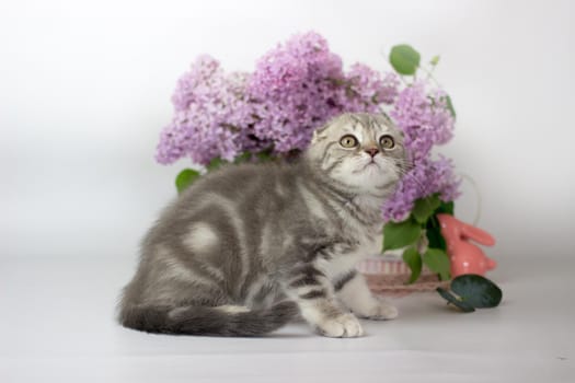 Scottish Fold kitten on the white background wiht lilac flowers.