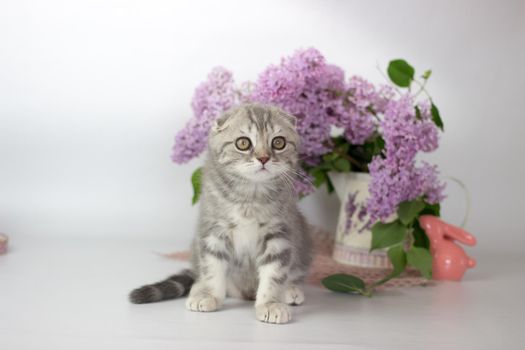 Scottish Fold kitten on the white background wiht lilac flowers.