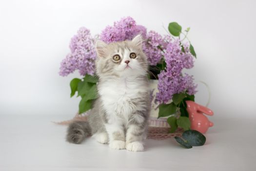 Cute pets. Little kitten breed of scottish highland stright cat on a white background with lilac elements.