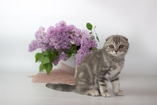 Scottish Fold kitten on the white background wiht lilac flowers.