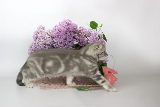 Scottish Fold kitten on the white background wiht lilac flowers.