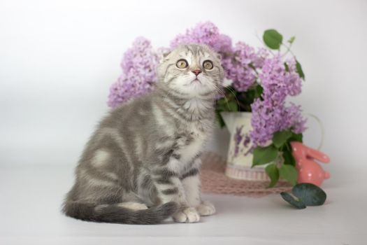 Scottish Fold kitten on the white background wiht lilac flowers.