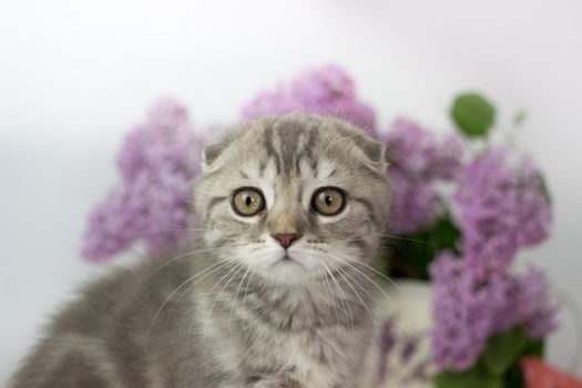 Scottish Fold kitten on the white background wiht lilac flowers.