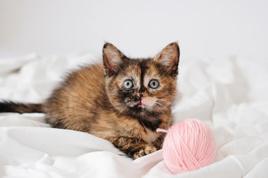 Little curious red striped kitten sitting over white blanket looking at camera with balls skeins of thread.