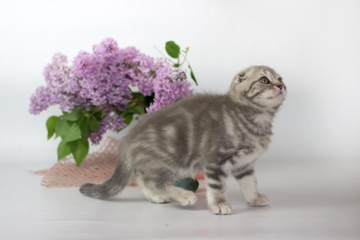 Scottish Fold kitten on the white background wiht lilac flowers.