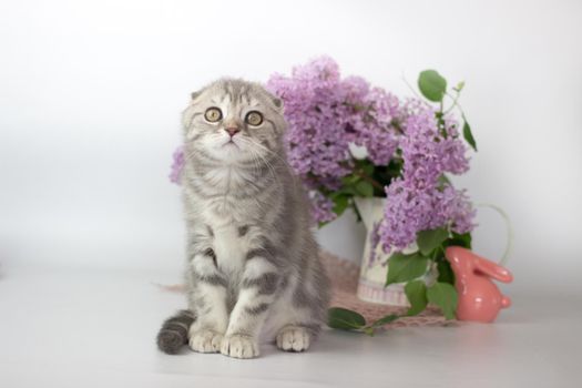 Scottish Fold kitten on the white background wiht lilac flowers.