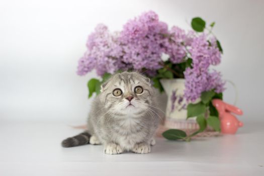 Scottish Fold kitten on the white background wiht lilac flowers.