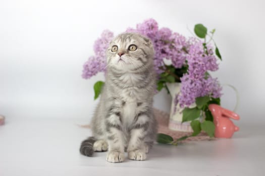 Scottish Fold kitten on the white background wiht lilac flowers.