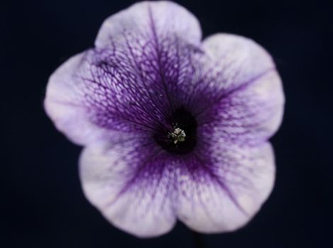 Blue flower blossom close up petunia hybrida family solanaceae botanical background modern high quality big size prints home decoration