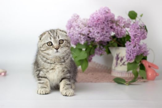 Scottish Fold kitten on the white background wiht lilac flowers.