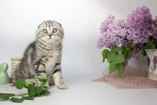 Scottish Fold kitten on the white background wiht lilac flowers.