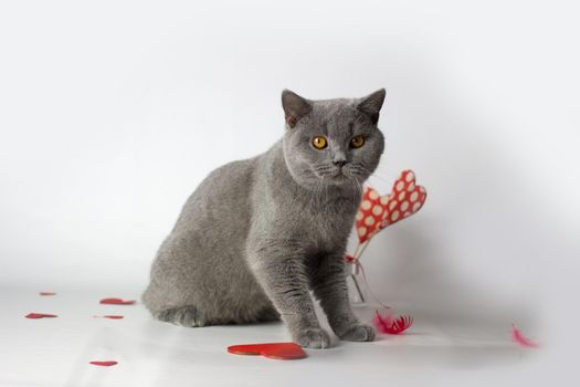 British Shorthair cat portrait on a white background. Valentines Day card.