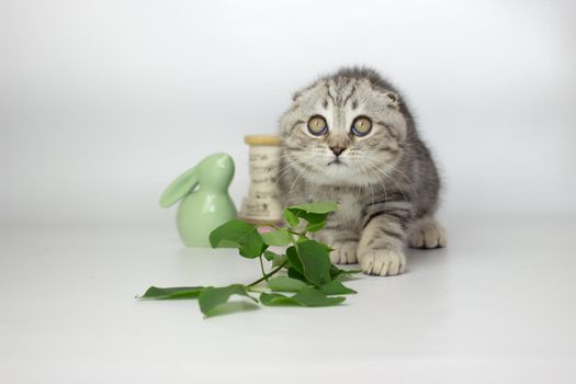 Scottish Fold kitten on the white background wiht lilac flowers.