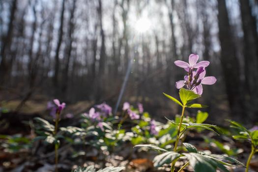 First spring forest flowers, Cardamine Dentaria bulbifera, selective focus. Purple and lilac forest flowers. Beautiful spring floral background.