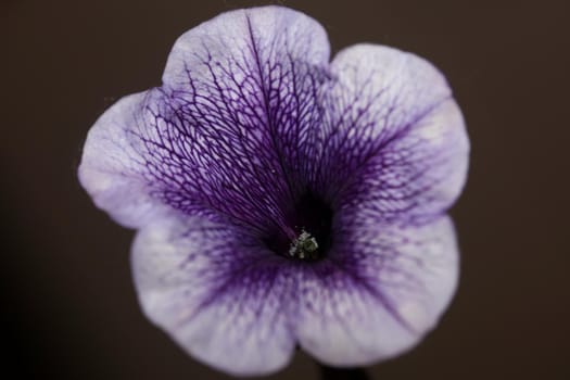 Blue flower blossom close up petunia hybrida family solanaceae botanical background modern high quality big size prints home decoration