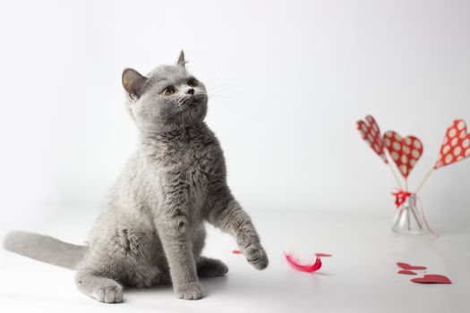 British Shorthair cat portrait on a white background. Valentines Day card.