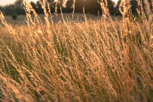 Details og grass stem in the golden hour in a field at sunset. Background nature landscape image.