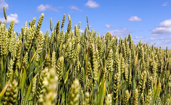 Wide frame isolated closeup of Triticale, a crop hybrid of wheat and rye. Shot from a low angle, the vibrant green grass-like tips of the crop serve as a focal point set against a pale blue sky.