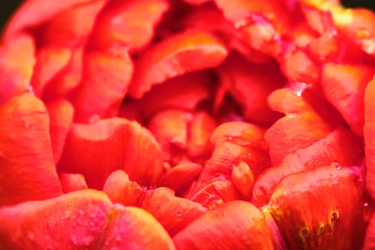 red toulpan bud, blurred background. View from above