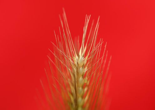 Flower blossom close up hordeum vulgare family poaceae botanical background modern high quality big size print home decoration