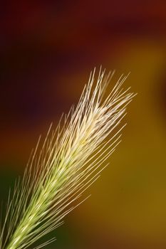 Flower blossom close up hordeum vulgare family poaceae botanical background modern high quality big size print home decoration