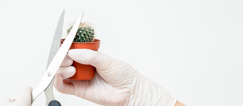 Human hands in protective gloves cutting thorn of cactus by scissors on white background